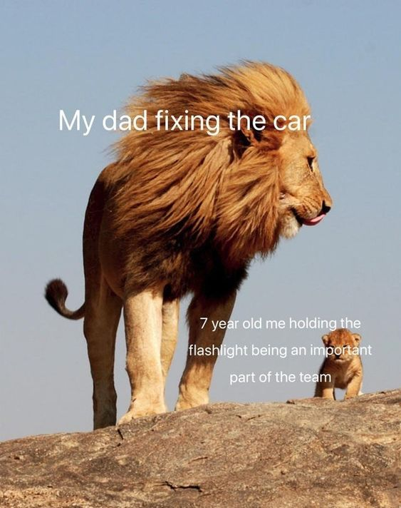 Adult Lion