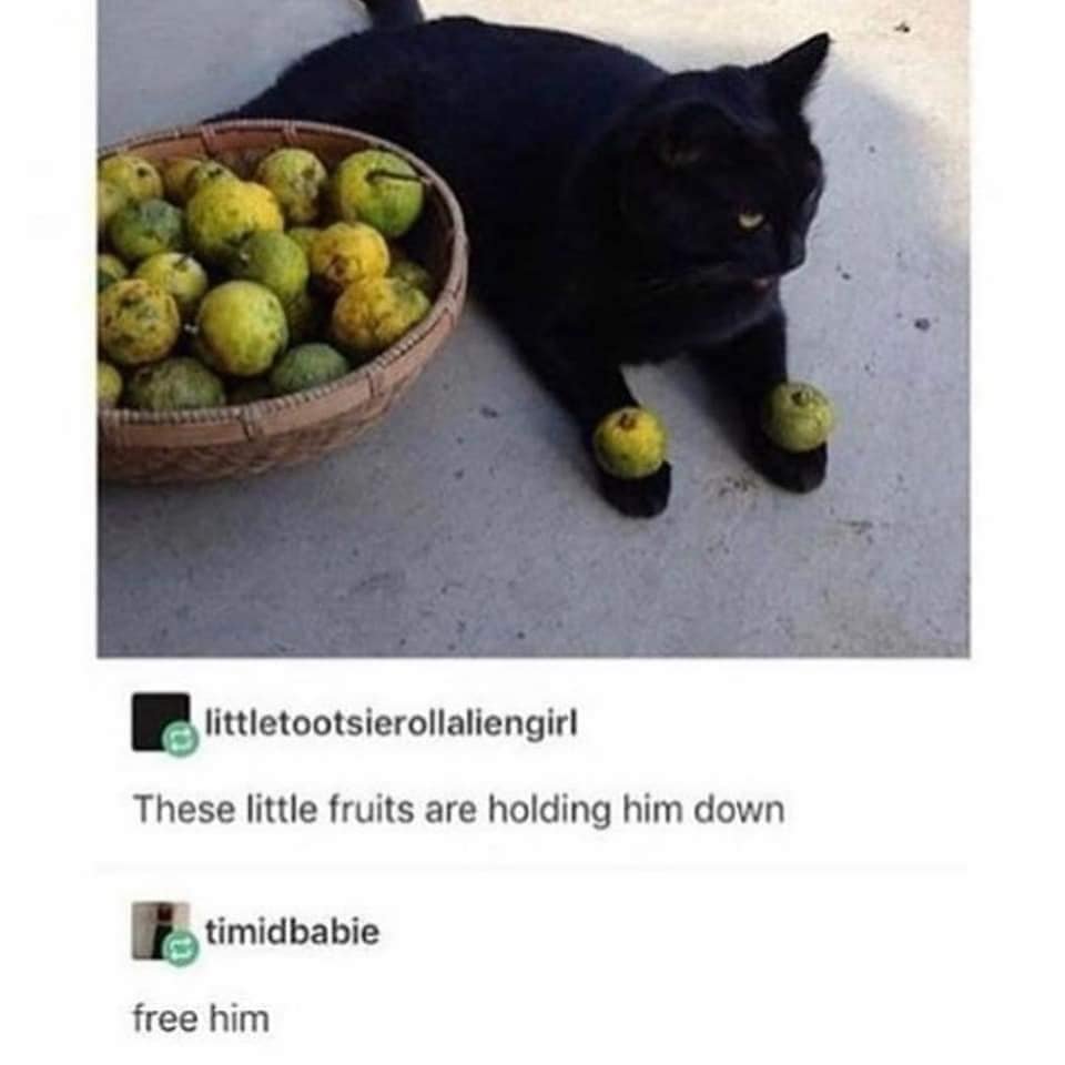 Unnamed Black Cat