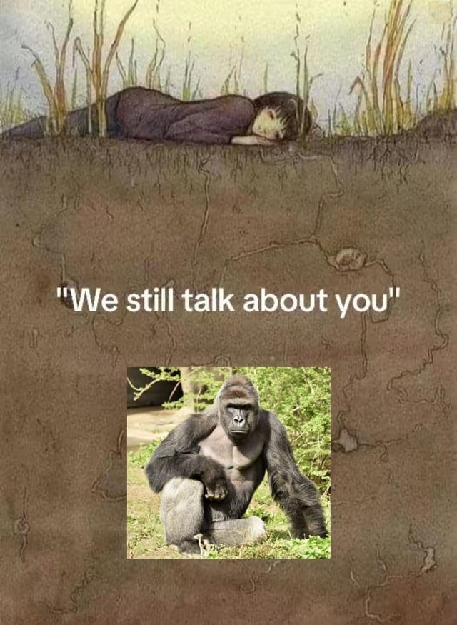 Cincinnati Zoo Gorilla