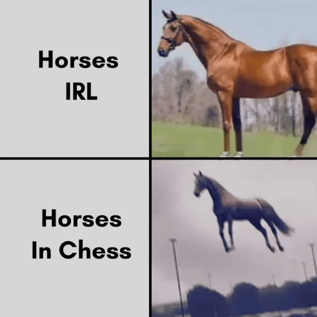 Real animal stock photography