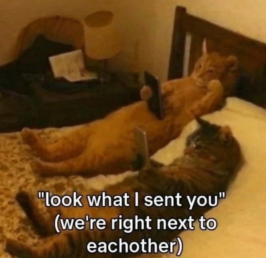 Orange Tabby Cat