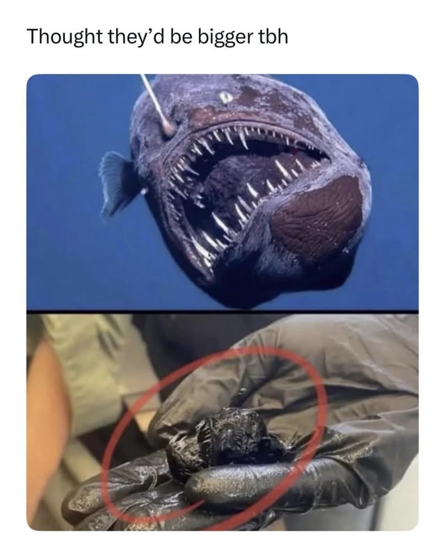 Real Deep Sea Animal