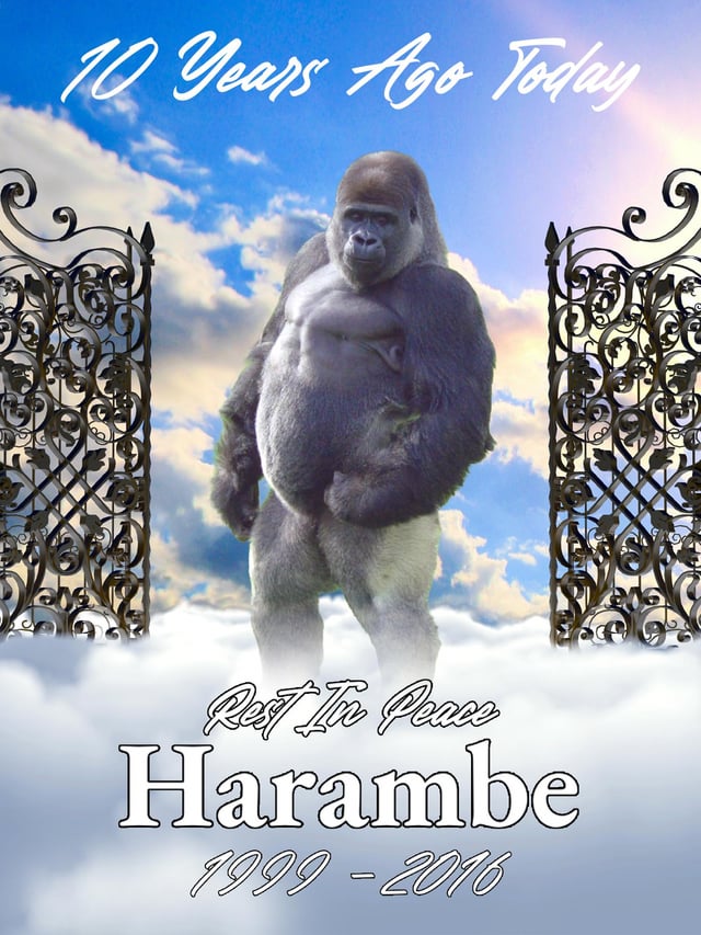 Harambe