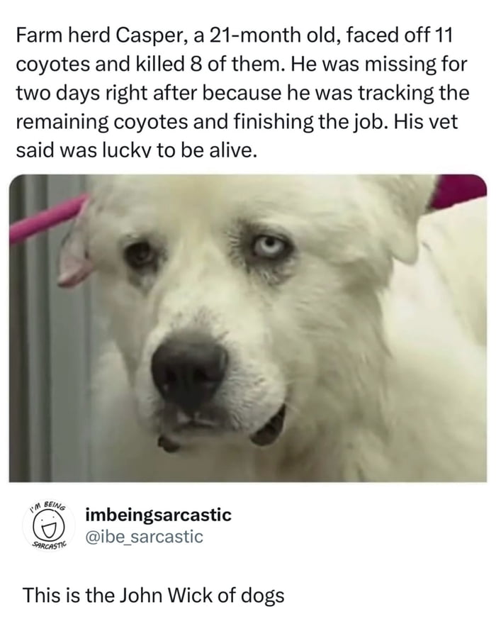 Real livestock guardian dog (real animal)