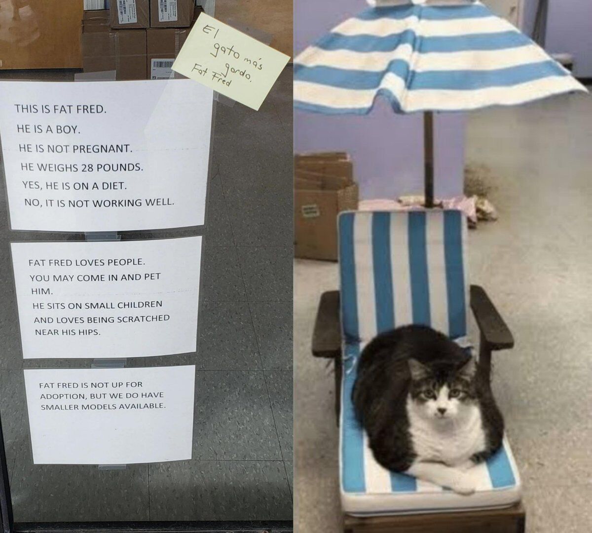 Real Office Cat