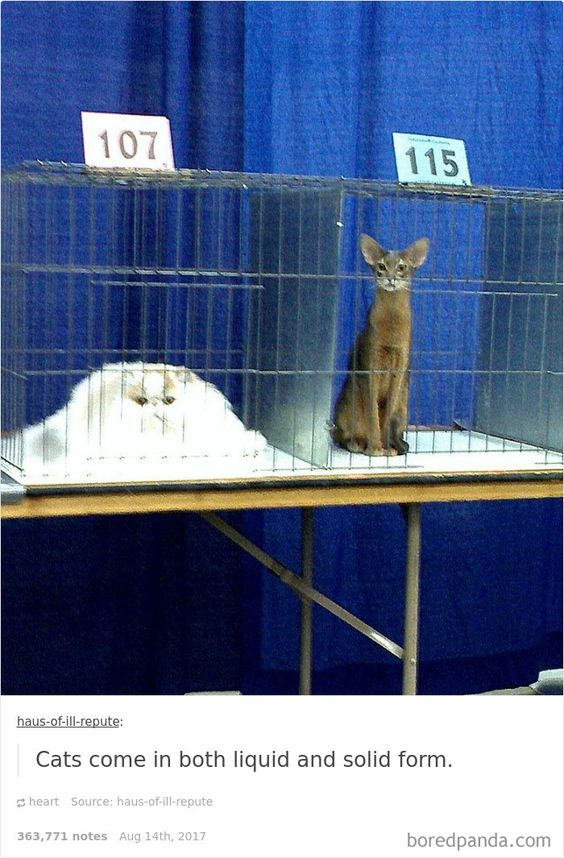 Real animal (cat show participant)