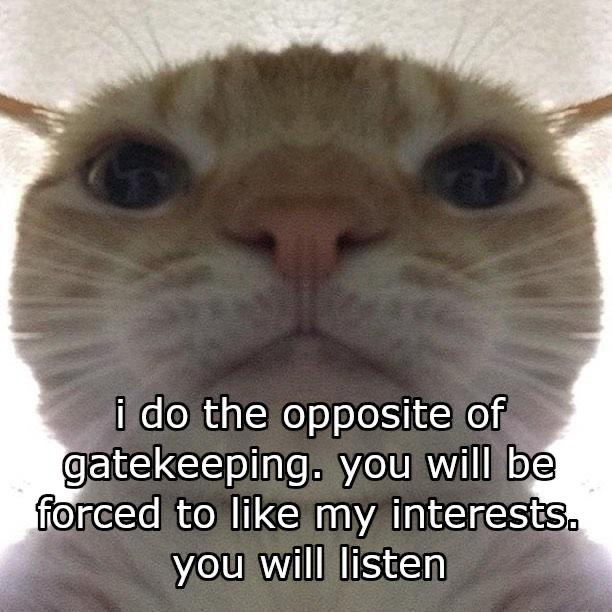 Orange Tabby Cat
