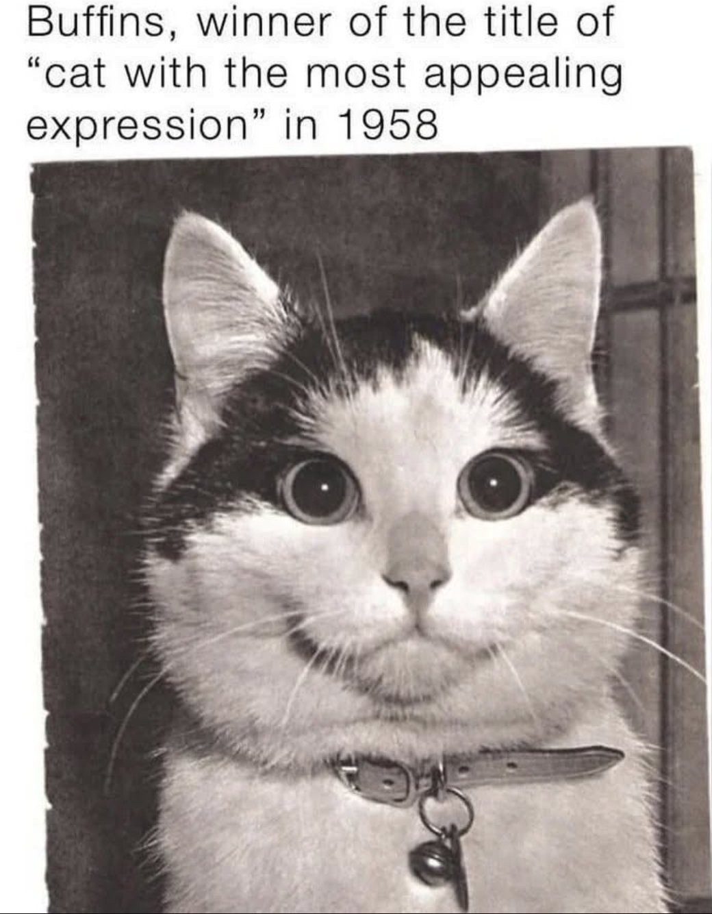 Real domestic cat, 1958 cat expression award winner
