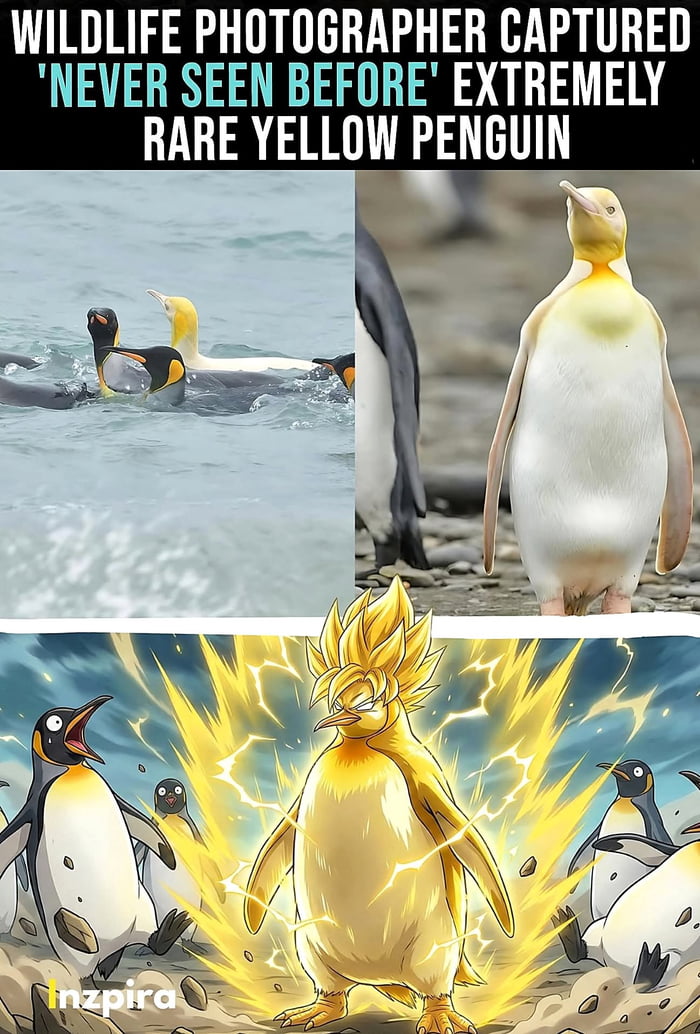 Wildlife Photography/Dragon Ball Z
