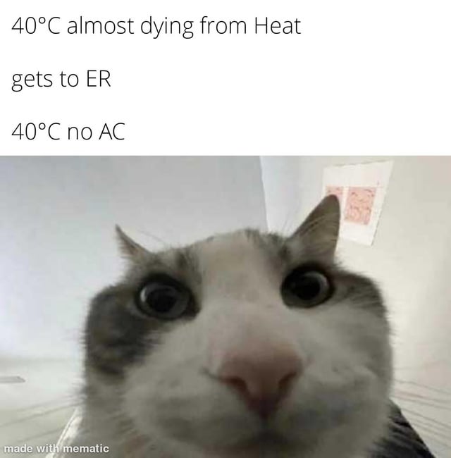 Viral Meme Template (Real Animal)
