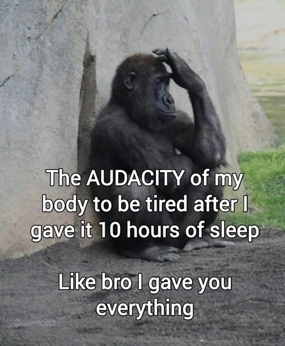 Real zoo gorilla stock photo