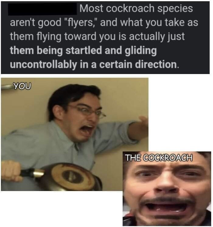 Viral screaming singing fan reaction meme