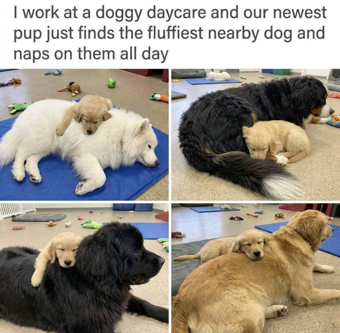 Real Life Doggy Daycare