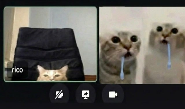 Real Domestic Cat