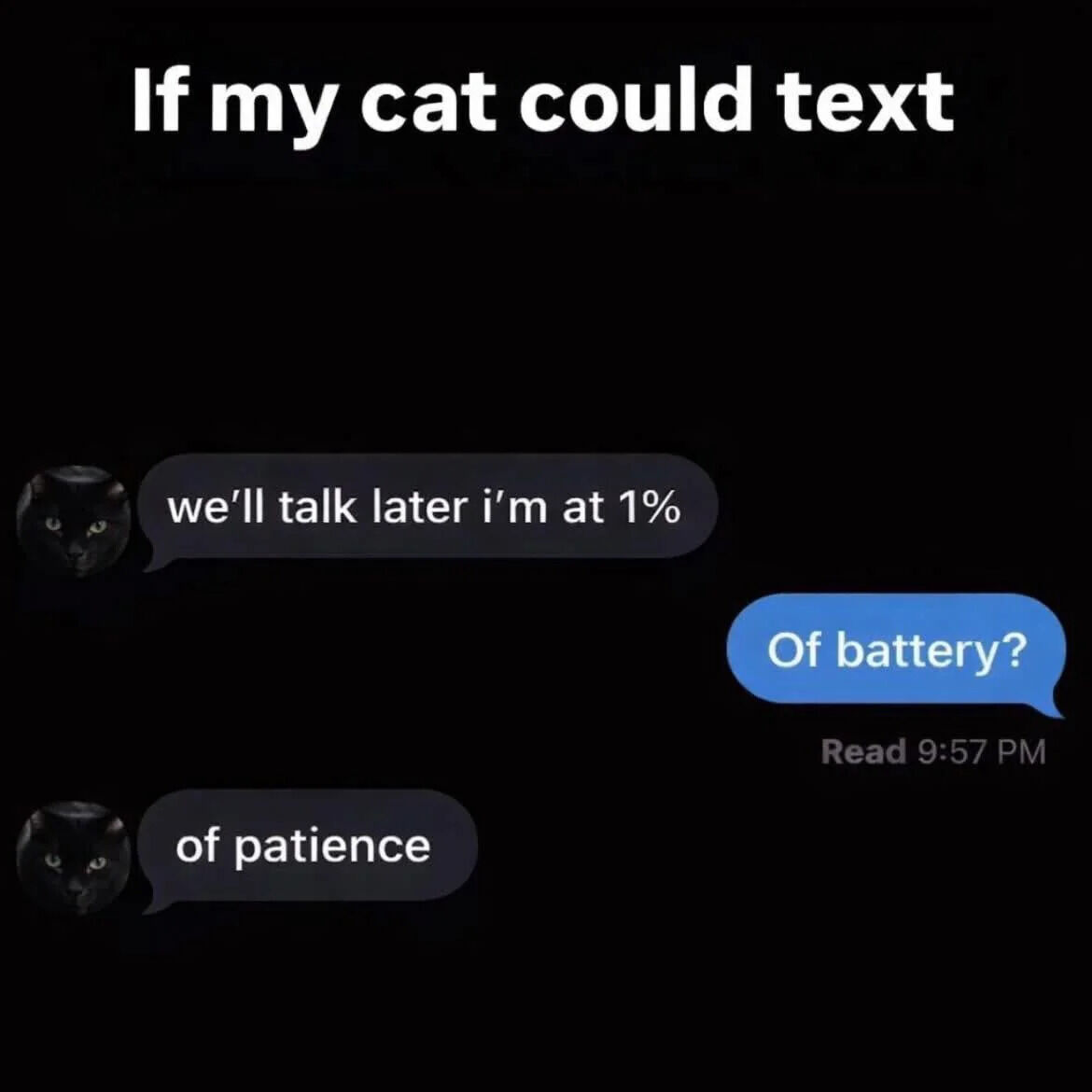 Real Domestic Cat