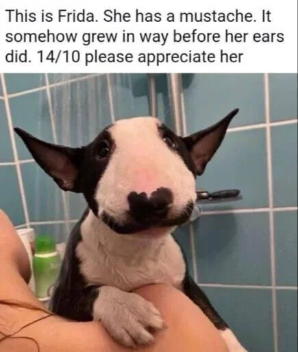 Pet Bull Terrier