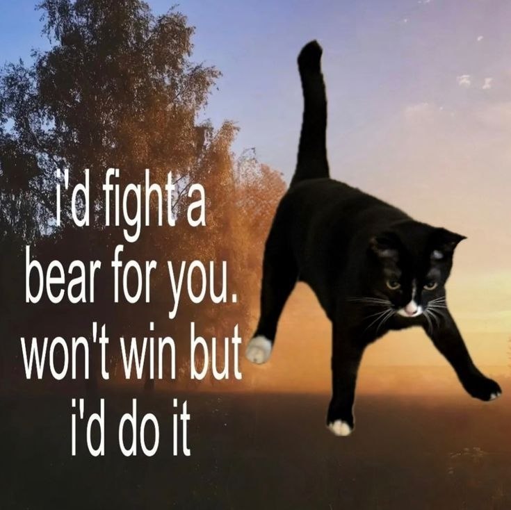 Real Domestic Cat