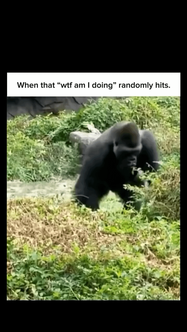 Real Zoo