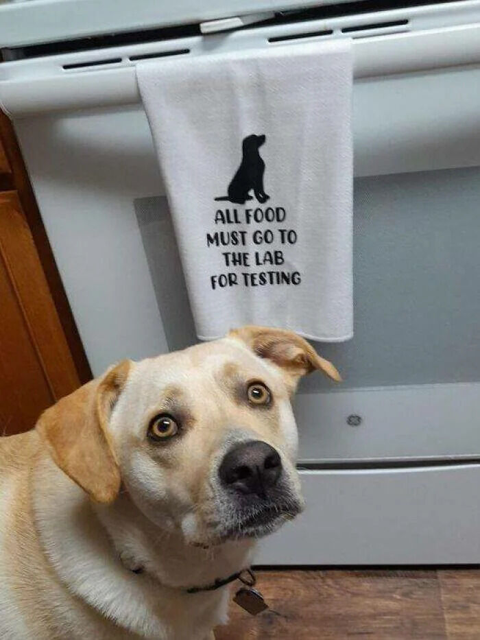 Yellow Labrador Retriever (Land Dog)