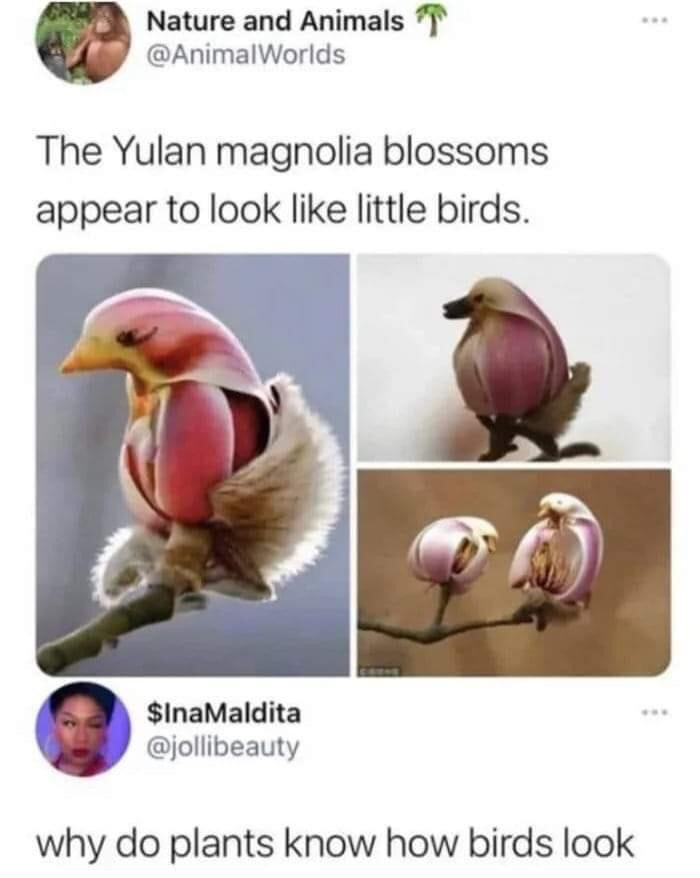Real natural flora
