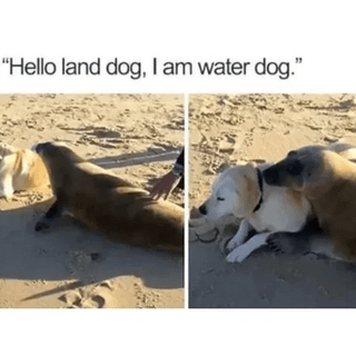 Real Life (wild/companion animal)