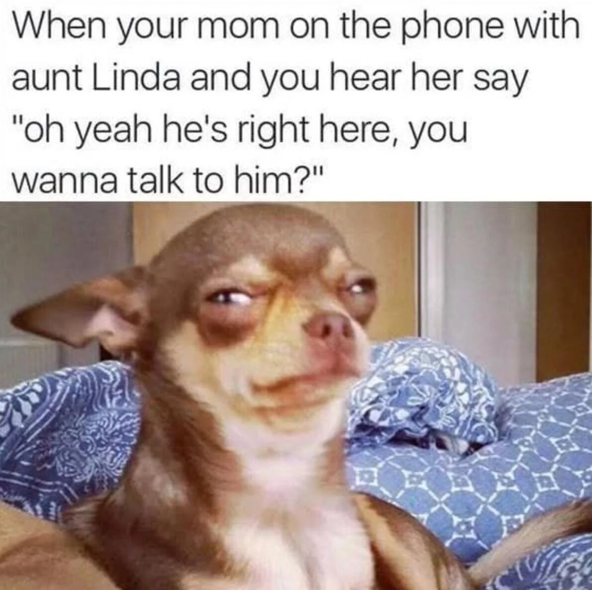 Sad Chihuahua