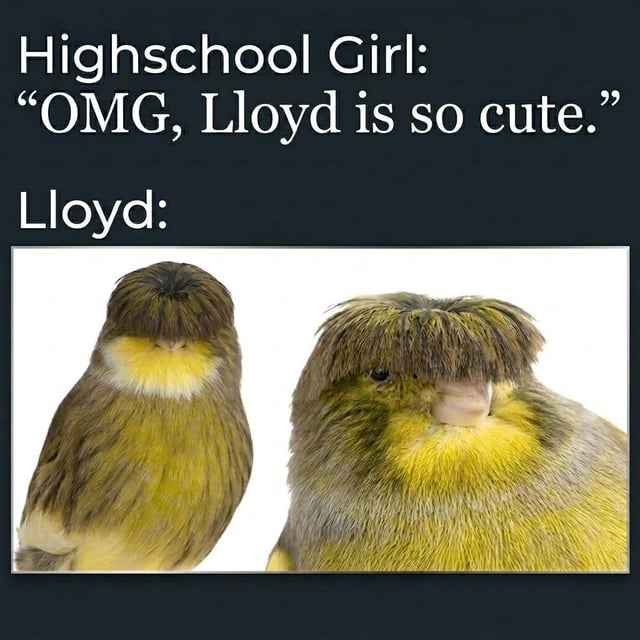 Real Animal (Gloster Canary)