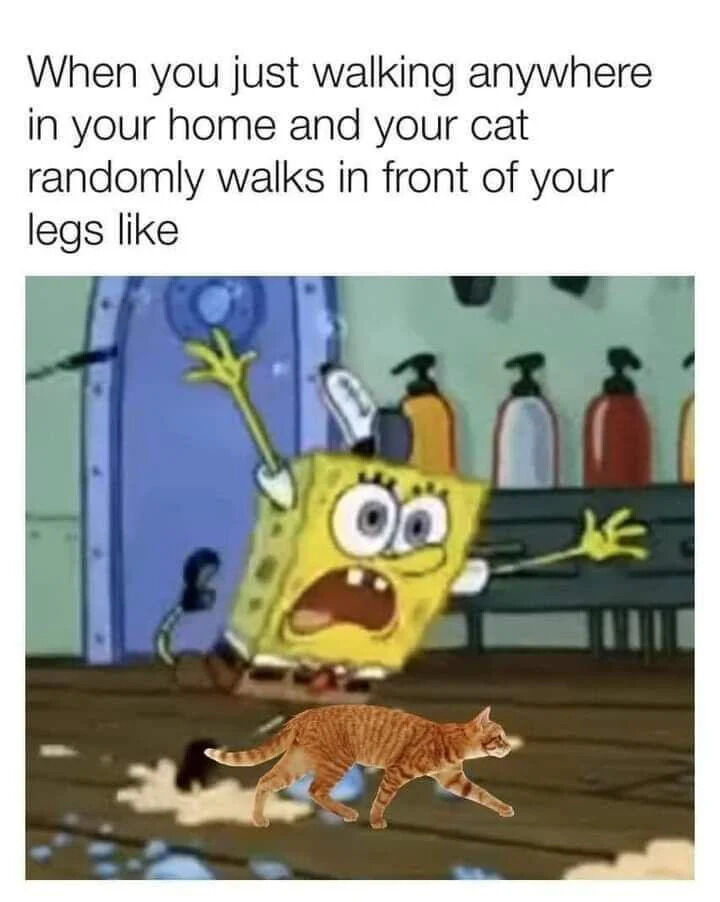 Orange Tabby Cat