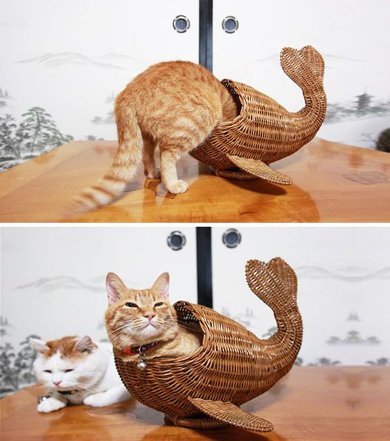 Orange Tabby Cat