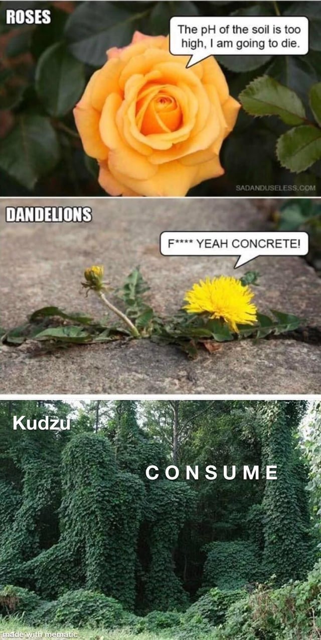 Real plant species