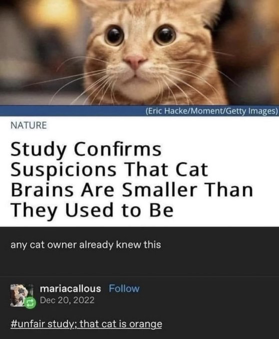 Orange tabby cat
