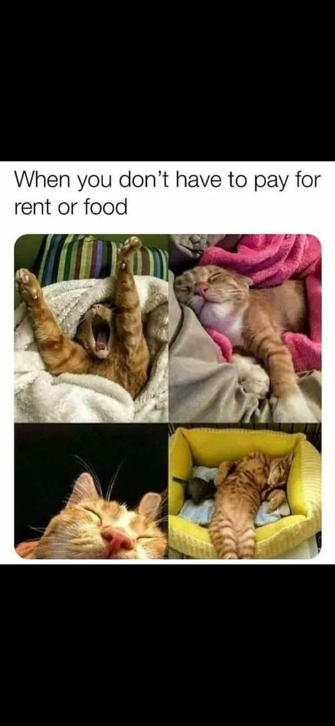 Orange Tabby Cats