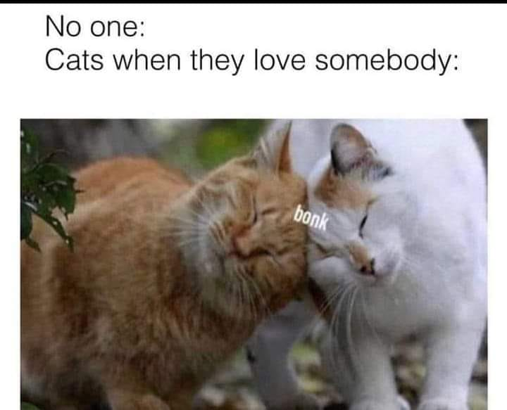 Orange Tabby Cat