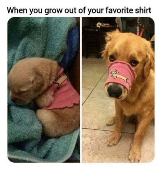Golden Retriever Pupper
