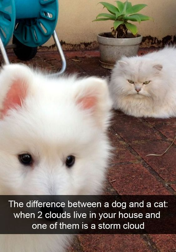 Real Animals