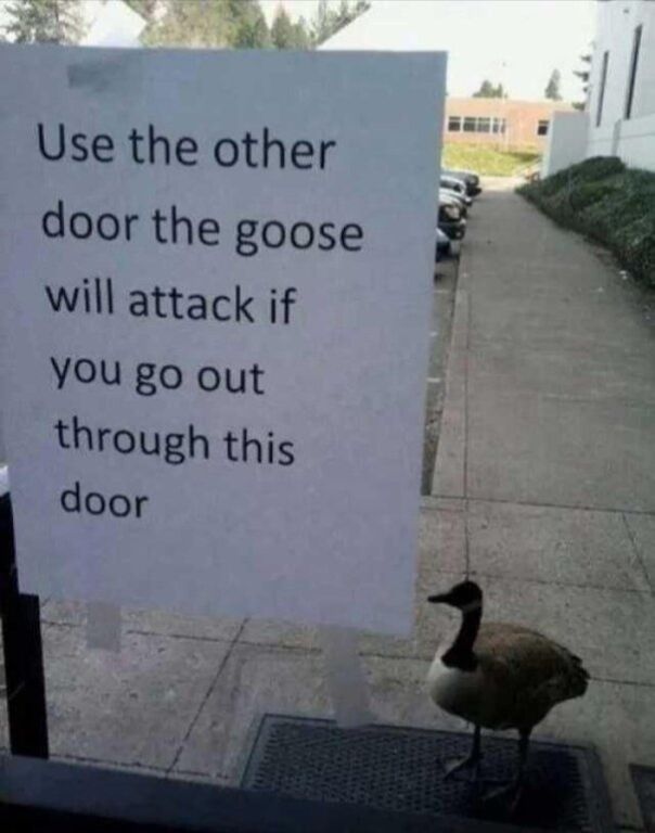 Real Wild/Rescue Animal