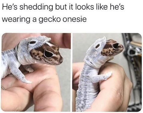Real Animal (Pet Snake)