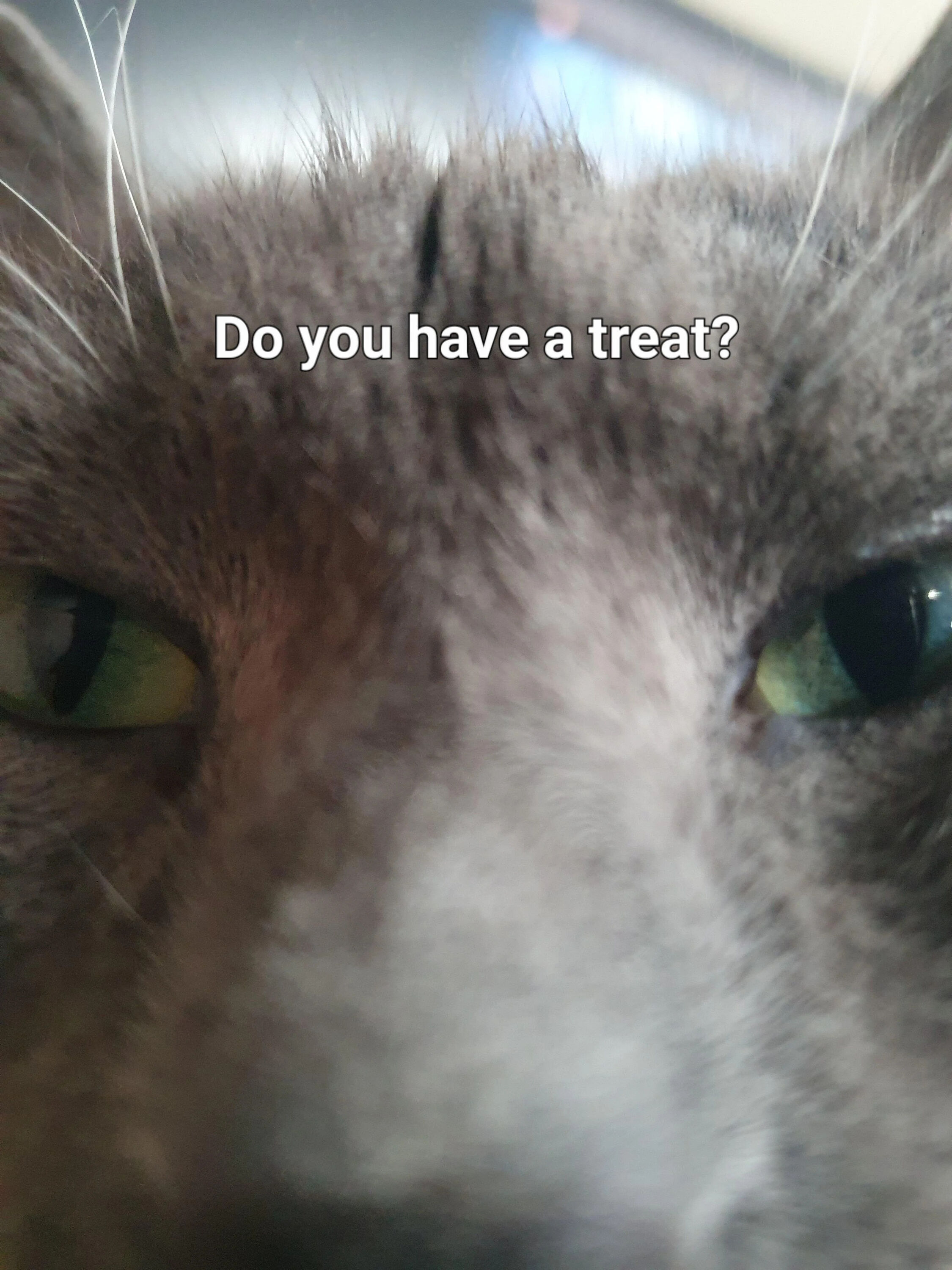 Fat Domestic Cat