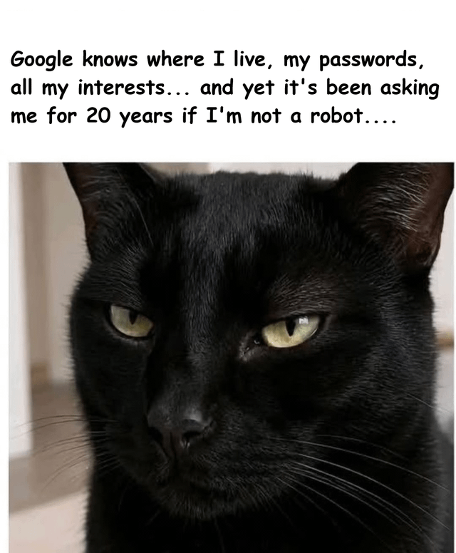 Stock photograph of real domestic cat
