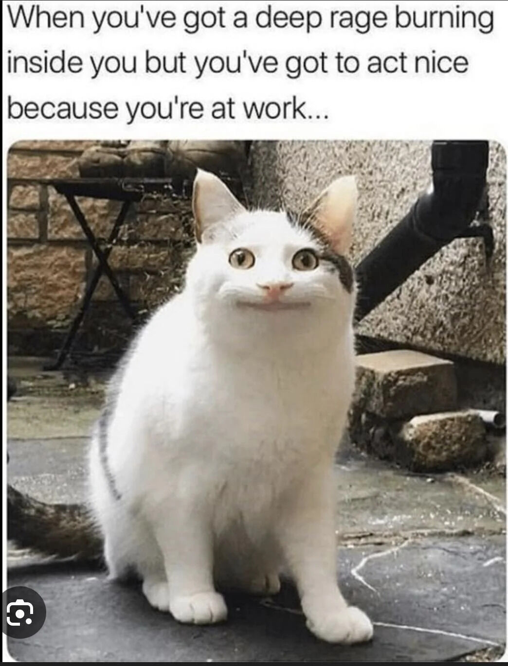 Viral Pet Photograph