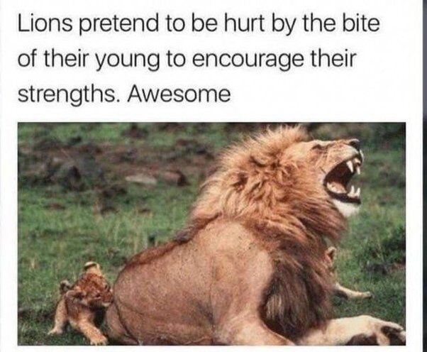 Real Wild/Rescue Animal