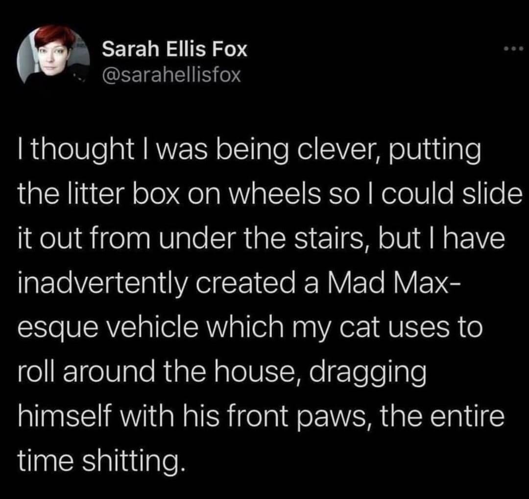 Unnamed Cat