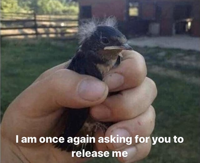 Baby Bird