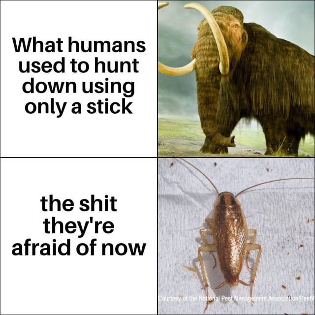 Common Household Pest