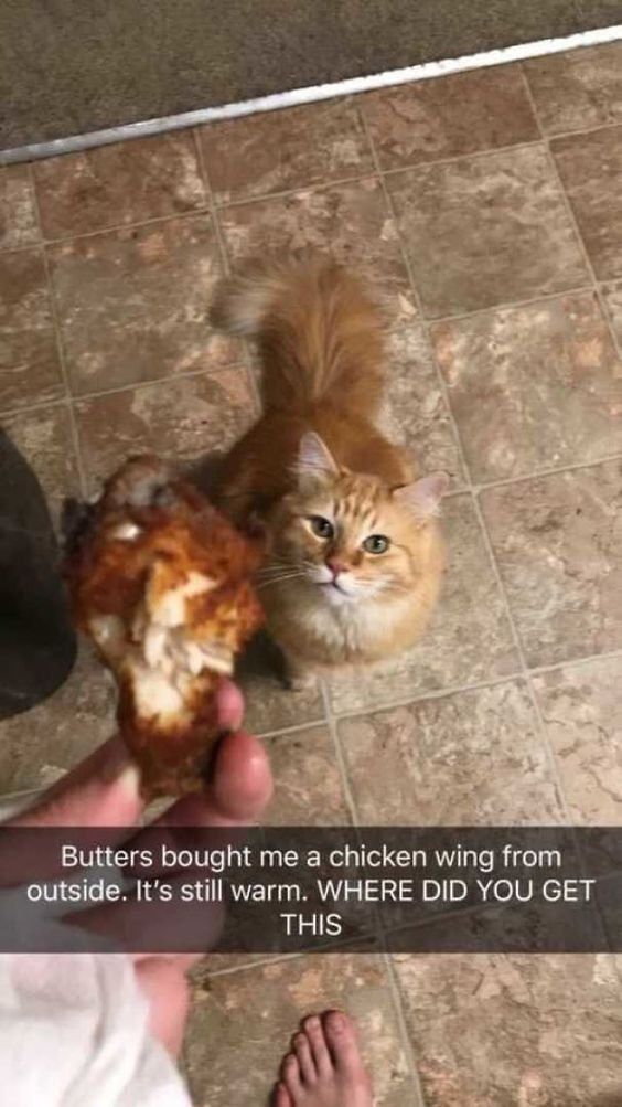 Real Domestic Cat
