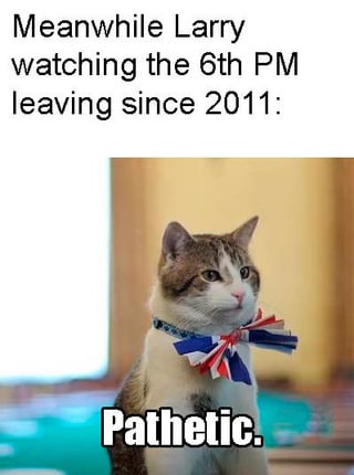 Real Life (Chief Mouser to the UK Cabinet Office)