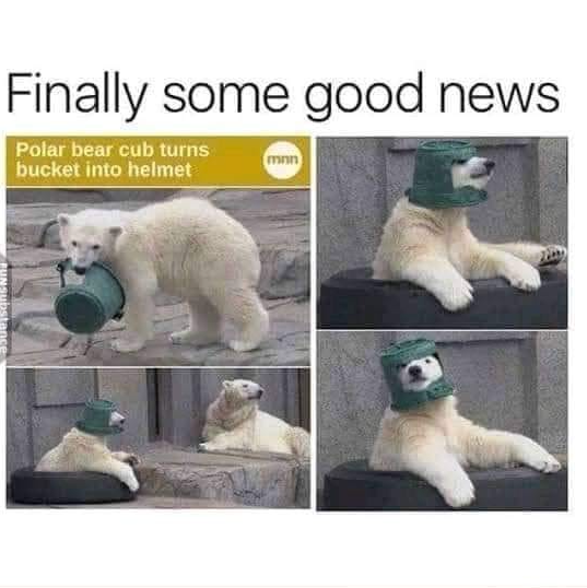 Polar Bear Cub