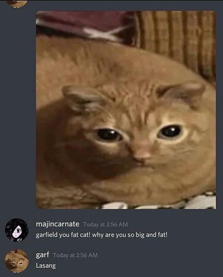 Real domestic cat, referencing the Garfield comic strip