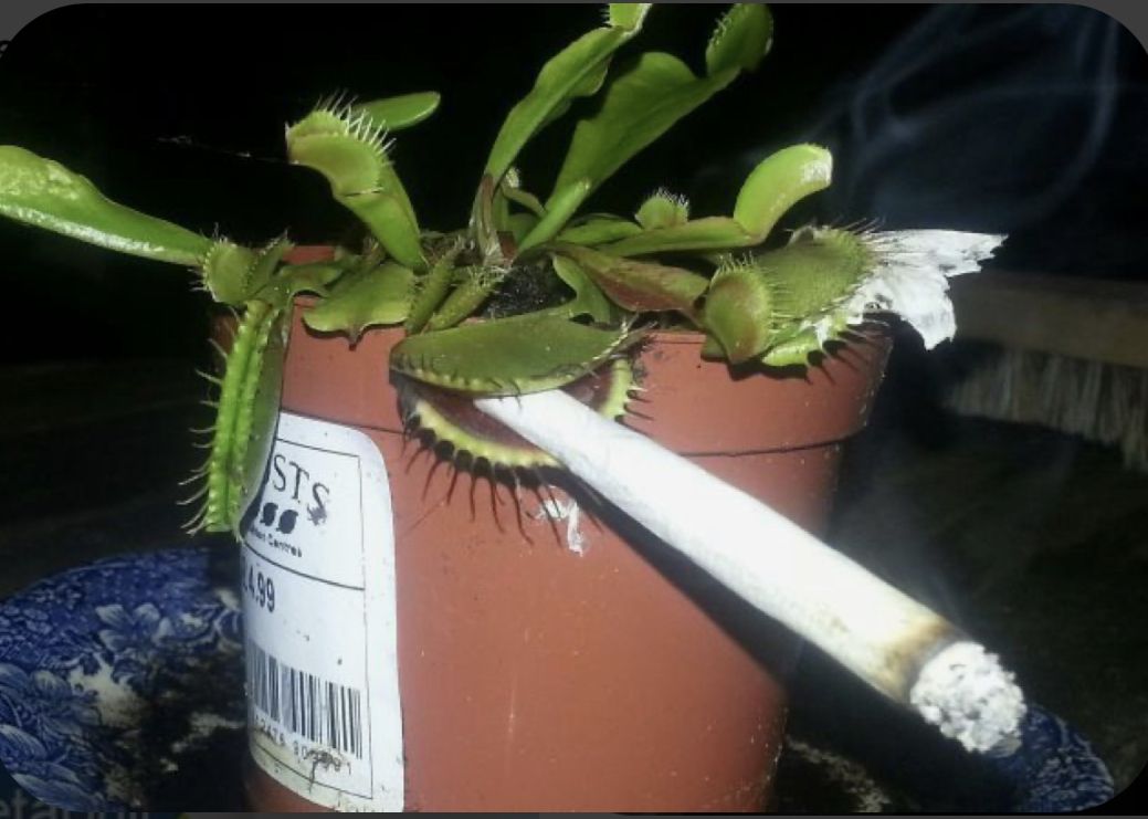 Real carnivorous plant